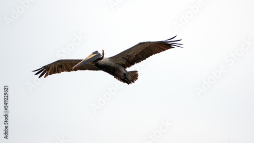Brown pelican  Pelecanus occidentalis  in flight  in Puerto Lopez  Ecuador