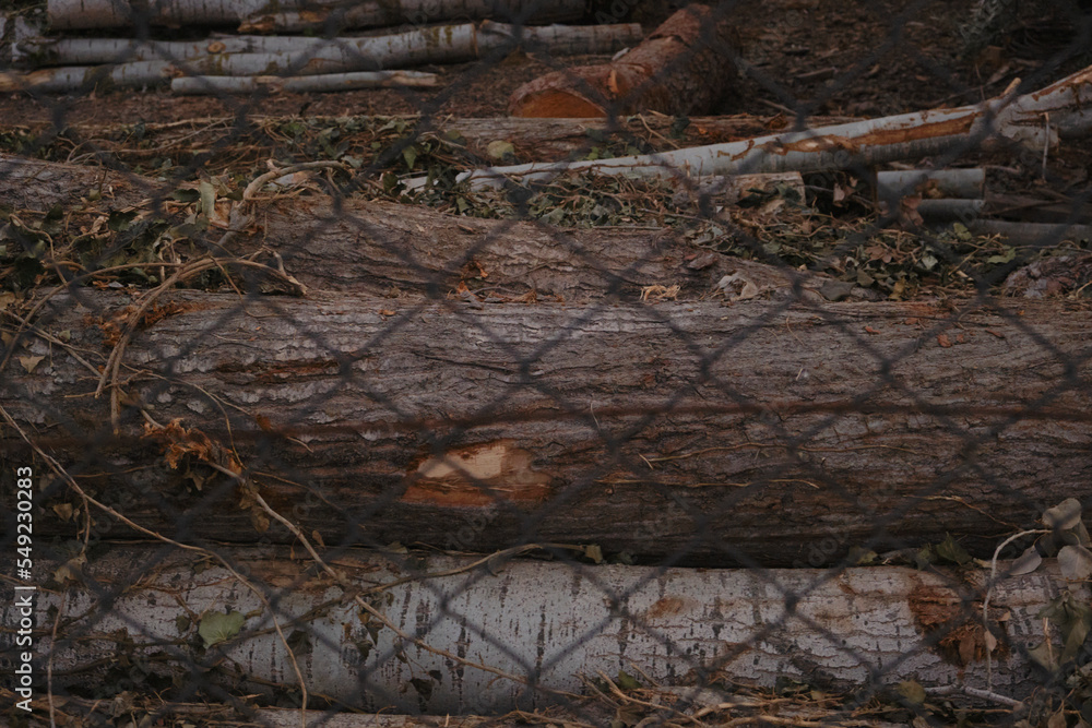 Cut firewood in farm close-up low light Cut firewood in farm close-up low light