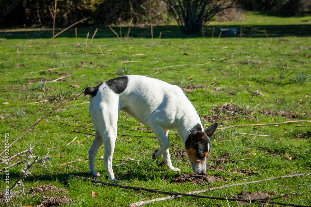 Dog for a walk in the countryside on a sunny day action of sniffing and resting