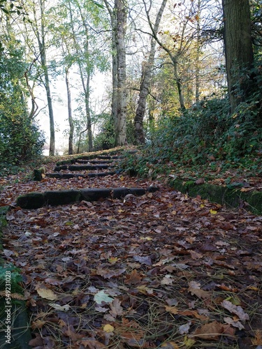 Path of leaves