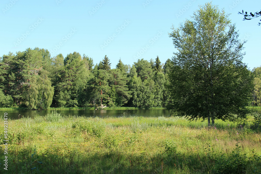 Forest and meadow by Ore river in Orsa, Sweden on a sunny summer day.