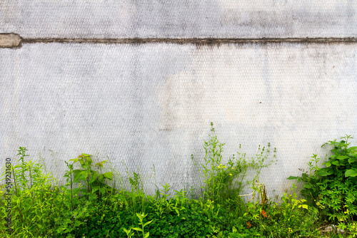 Urban grungy concrete wall with green grass