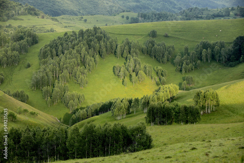 Spring landscape with small forests meadows and pasture in the  mountains on a sunny day.