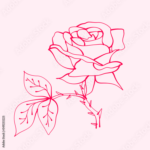 hand drawn roses eith leaf. drawing of rose flower. Rose flower illustration in hand drawn style. cute flower. pink outline. 