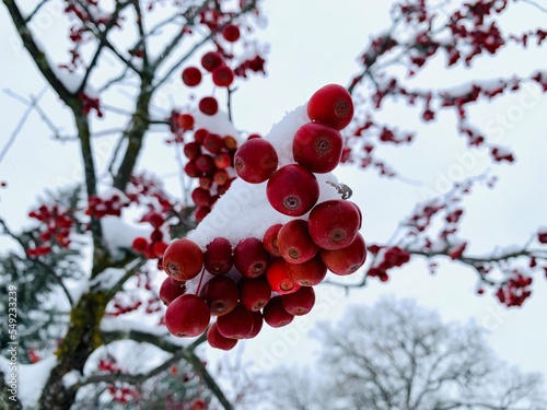 red berries on snow