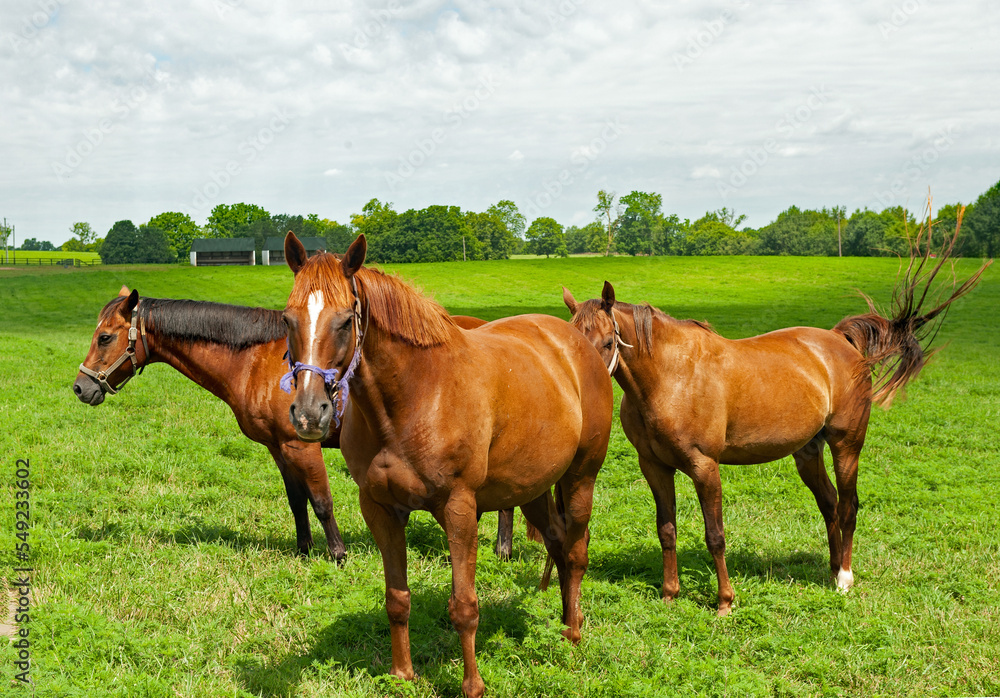 A trio of horses enjoying a summer day on a horse farm A trio of horses enjoying a summer day on a horse farm