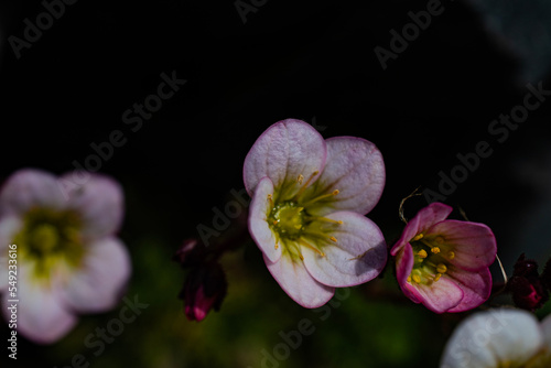 Close-up on Saxifrage flowers growing in Ushuaia Argentina. With black background.