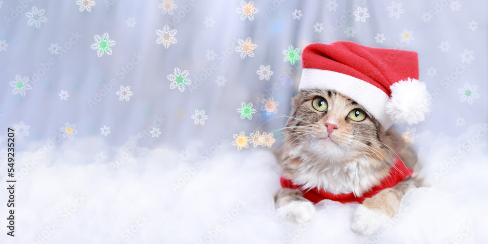 Kitten rests on white cloud. Cat in Santa costume. Winter. Cat looks at the camera. Kitten on a white background and flowers. Happy New Year. Merry Christmas. New year web banner with copy space. Kitten rests on white cloud. Cat in Santa costume. Winter. Cat looks at the camera. Kitten on a white background and flowers. Happy New Year. Merry Christmas. New year web banner with copy space.