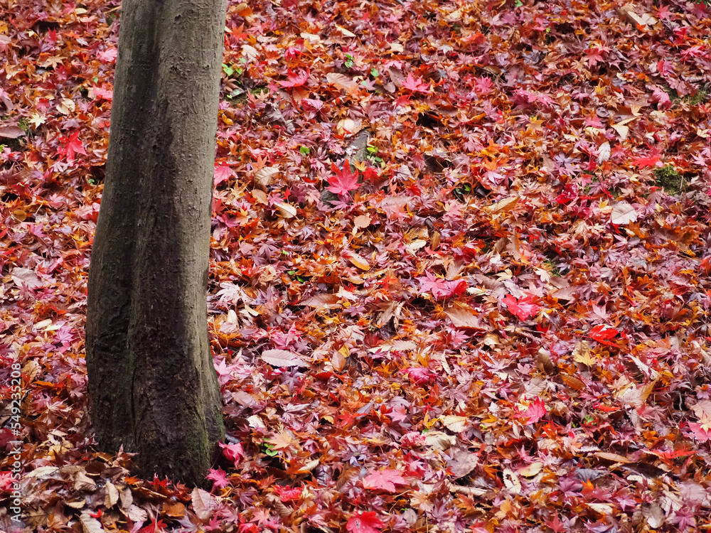 autumn leaves in the park autumn leaves in the park