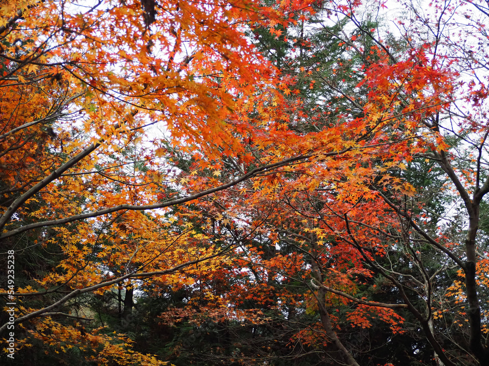 red autumn leaves