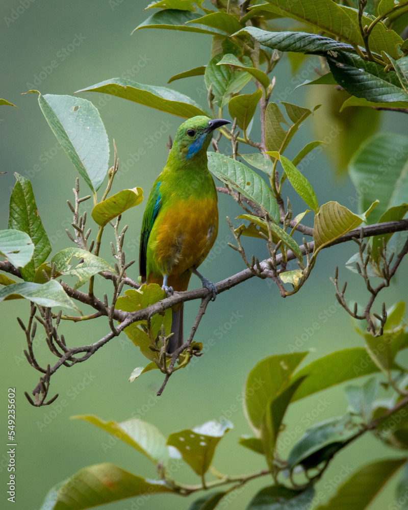 leafbird on branch leafbird on branch