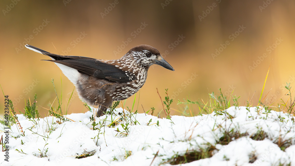 Spotted nutcracker, nucifraga caryocatactes, looking for food on gorund in winter. Brown bird walking on snow in wintertime. Feathered animal searching for feed. Spotted nutcracker, nucifraga caryocatactes, looking for food on gorund in winter. Brown bird walking on snow in wintertime. Feathered animal searching for feed.