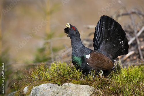 Western capercaillie, tetrao urogallus, lekking in forest in autumn nature. Wild grouse courting in woodland in fall. Black bird sitting on green moss. photo
