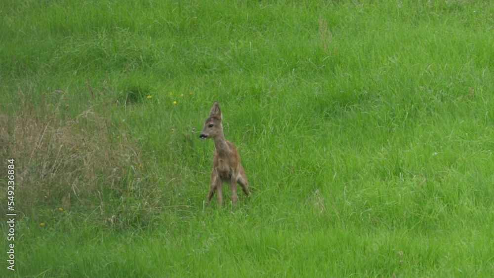Roe Deer, Capreolus Capreolus, Doe Feeding and Looking Around on Meadow. Wild Animal Roe Deer With Orange Fur Grazing on Hay Field Summer Nature. Wild Little Fawn in Nature. Cute Funny Fawn in Grass. Roe Deer, Capreolus Capreolus, Doe Feeding and Looking Around on Meadow. Wild Animal Roe Deer With Orange Fur Grazing on Hay Field Summer Nature. Wild Little Fawn in Nature. Cute Funny Fawn in Grass.