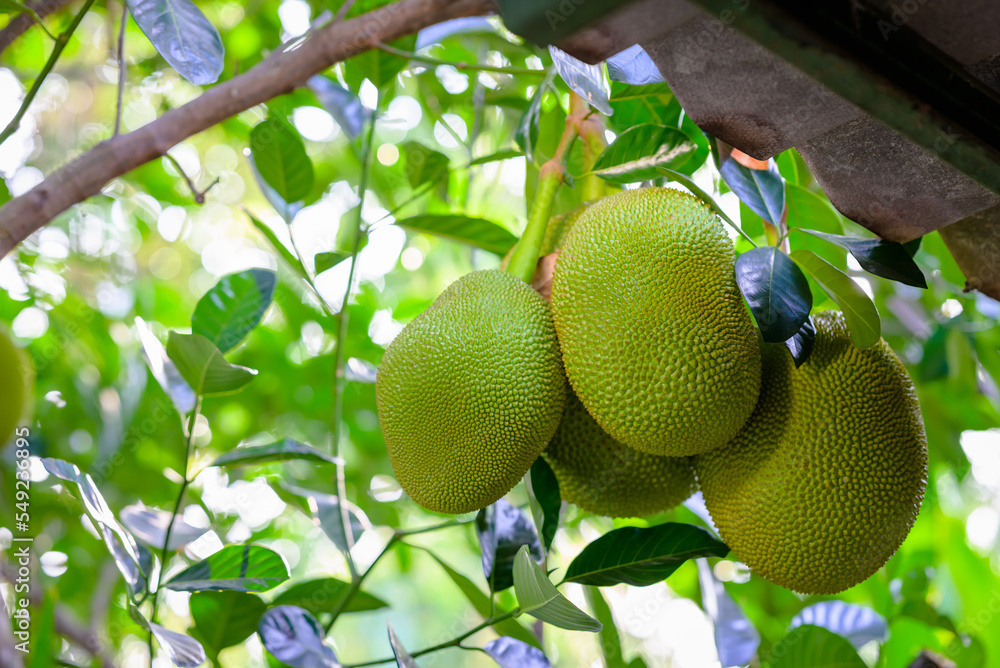 Bunch of jackfruit produce on the tree in the garden Bunch of jackfruit produce on the tree in the garden