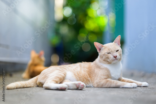 A male cat sits around the house to relax and looking at the camera