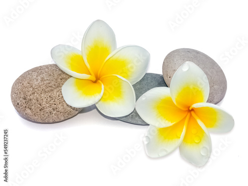 Composition zen, fleurs de frangipanier sur galets 