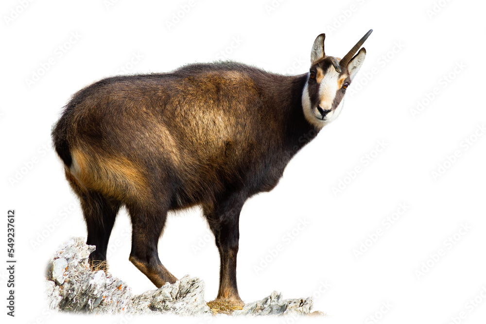 Tatra chamois, rupicapra rupicapra tatrica, standing on mountains isolated on white background. Wild goat looking to the camera on rocks cut out on blank. Brown alpin mammal watching on stones wit