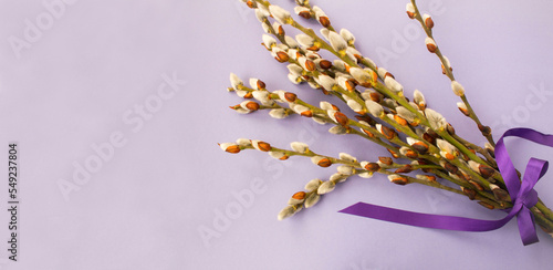 Spring bouquet of willow flowers on the purple background. Copy space.Top view.