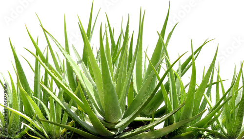 aloe vera leaf, aloe vera plant