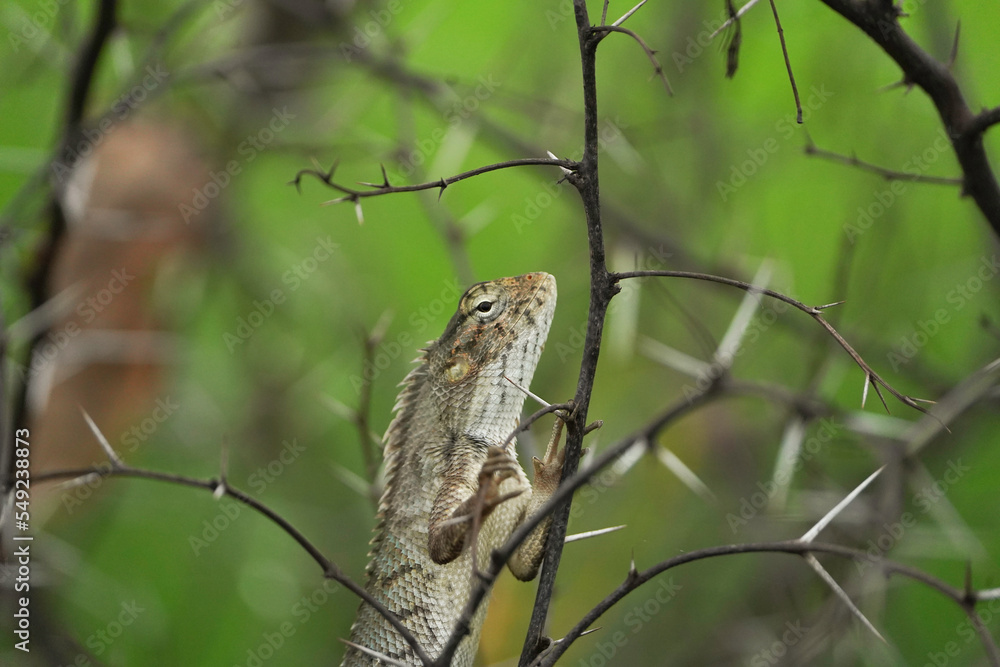 The Indian chameleon is a species of chameleon or lizard in a barbed plant