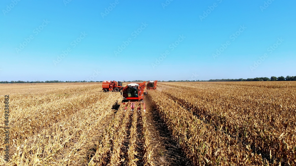 Aerial top view. big red combine harvester machines harvesting corn field in early autumn. tractors filtering Fresh corncobs from the leaves and stalks. Aerial Agriculture. High quality photo Aerial top view. big red combine harvester machines harvesting corn field in early autumn. tractors filtering Fresh corncobs from the leaves and stalks. Aerial Agriculture. High quality photo