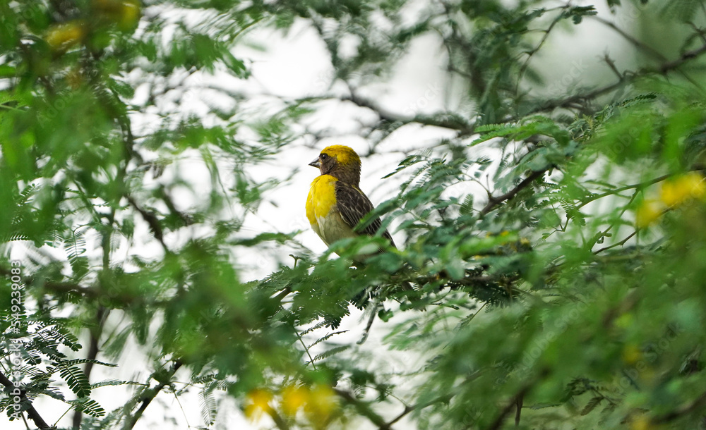 Asian Baya Weaver - The baya weaver (Ploceus philippinus) is a weaverbird found across the Indian Subcontinent and Southeast Asia. Flocks of these birds are found in grasslands, ready to fly Asian Baya Weaver - The baya weaver (Ploceus philippinus) is a weaverbird found across the Indian Subcontinent and Southeast Asia. Flocks of these birds are found in grasslands, ready to fly
