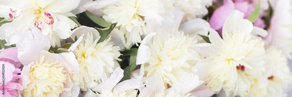 Beautiful white peony flowers background, copy space for your text, top view, flat lay style. Happy mothers day greeting card mockup. International Woman Day. Valentines day template Beautiful white peony flowers background, copy space for your text, top view, flat lay style. Happy mothers day greeting card mockup. International Woman Day. Valentines day template