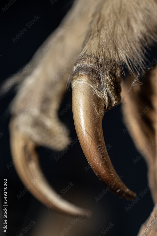 Naklejka premium close up of claw