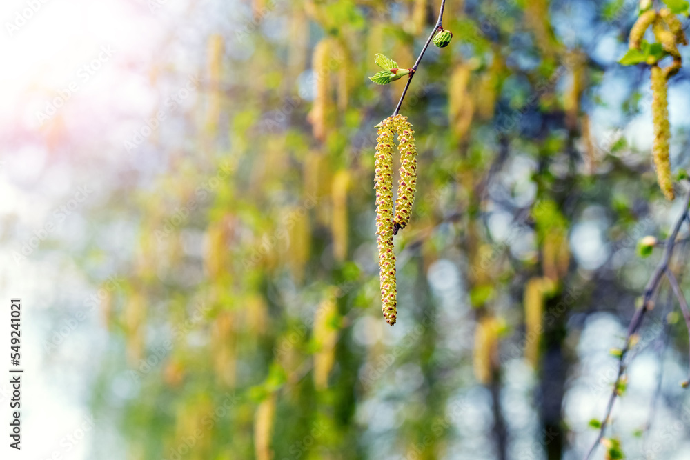 Fototapeta premium Birch branches with catkins in the spring in sunny weather