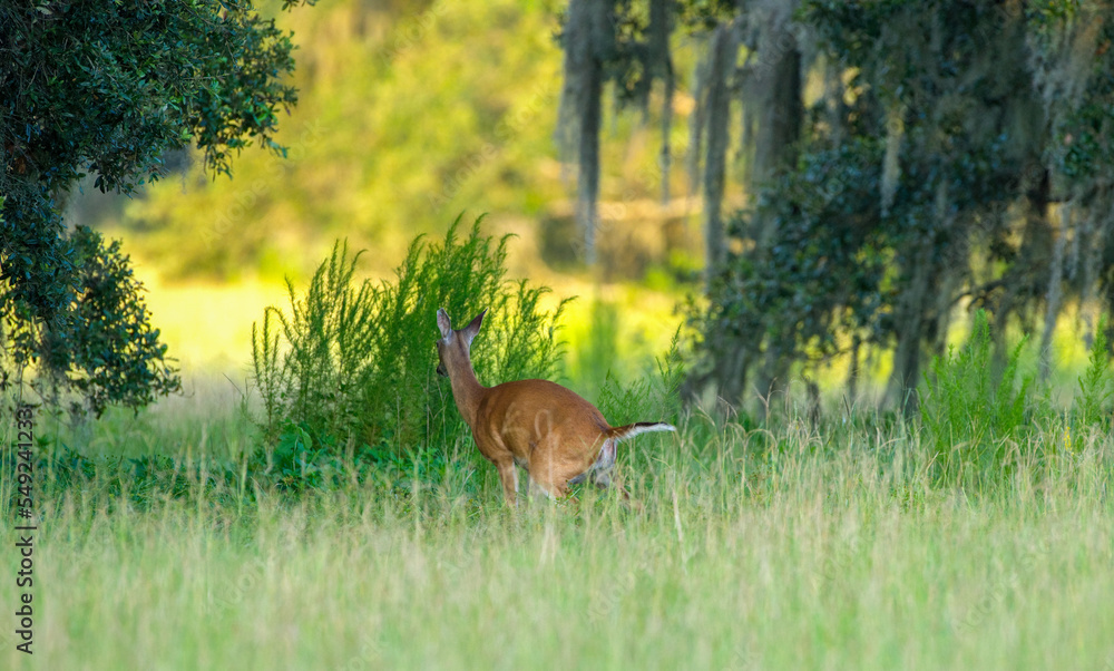 Young white tailed deer Odocoileus virginianus pooping, defecate