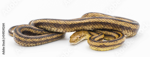 Eastern rat snake formerly known as yellow rat snake - Pantherophis alleghaniensis side profile view isolated on white background. photo