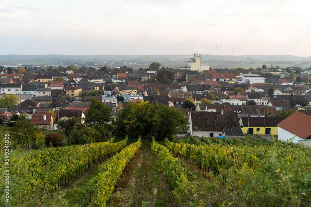 Vineyards for the production of wine after harvest near a small village in Austria during sunset.