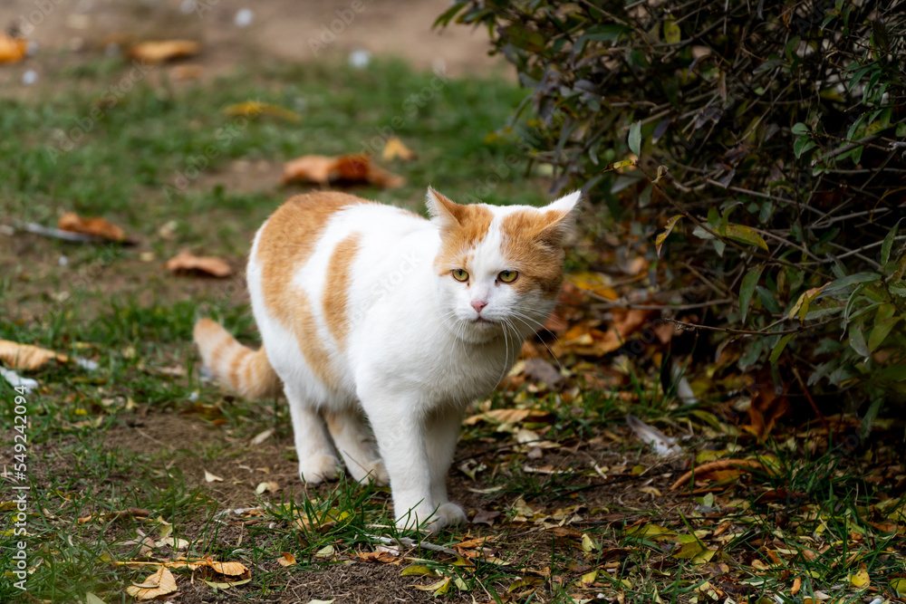A gloomy reddish cat sits on the grass in the bushes A gloomy reddish cat sits on the grass in the bushes