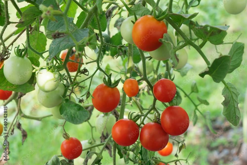 Cherry tomato fruits hanging on the branch.