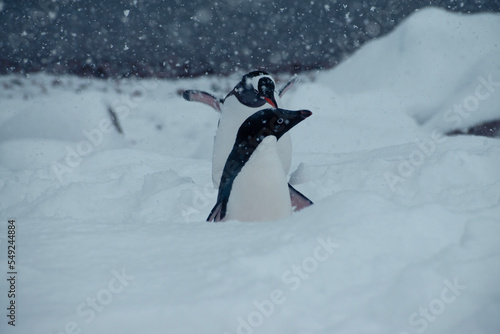 Penguins on a snowy day in Neko Harbour inlet of the Antarctic Peninsula.  