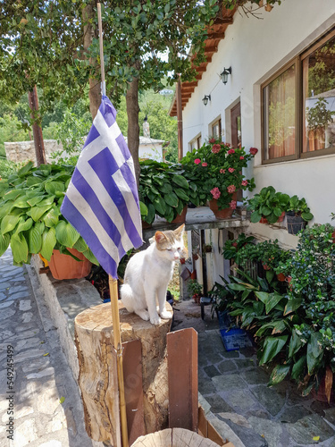 A cat sits on a cut tree bark next to a Greek flag in Makrinitsa, Pelion photo