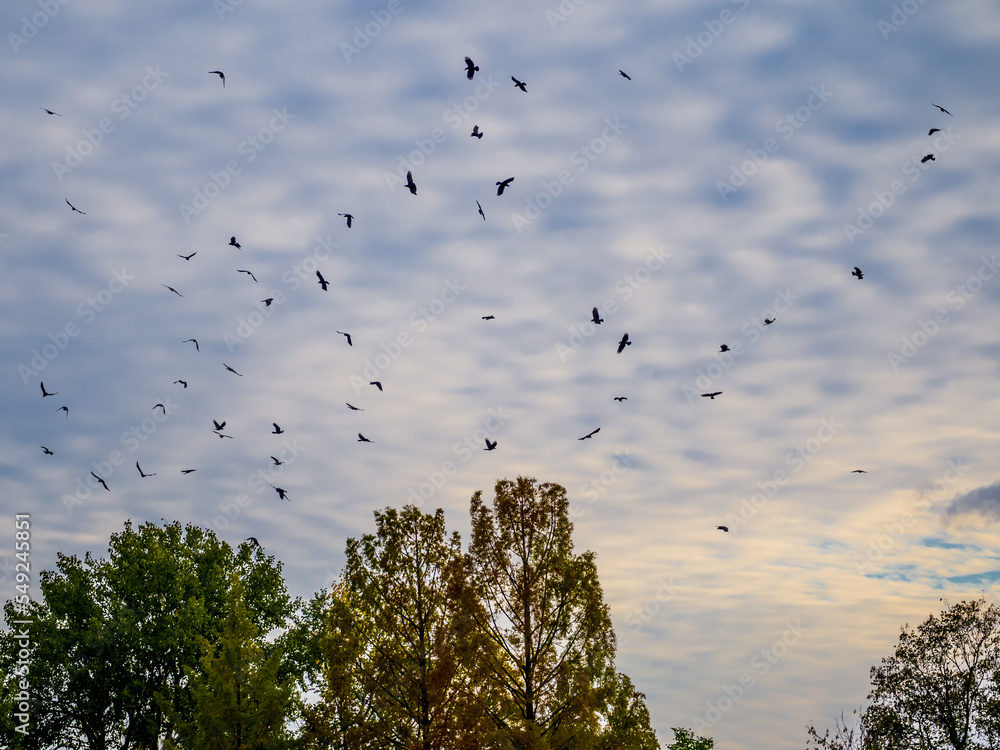 Flock flying of ravens in blue sky over autumn trees