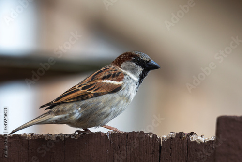 A male house sparrow perches on a brown fence.