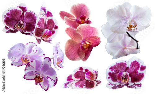 Fototapeta Naklejka Na Ścianę i Meble -  Set of several different orchid flowers purple, white, pink, red closeup isolated on white transparent background for design and collage.