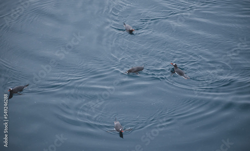 A raft, or large group of Penguins swimming in the southern ocean. 