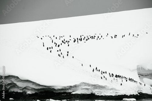 A waddle, or group, of Gentoo Penguins at Neko Harbor, Antarctic Peninsula.   