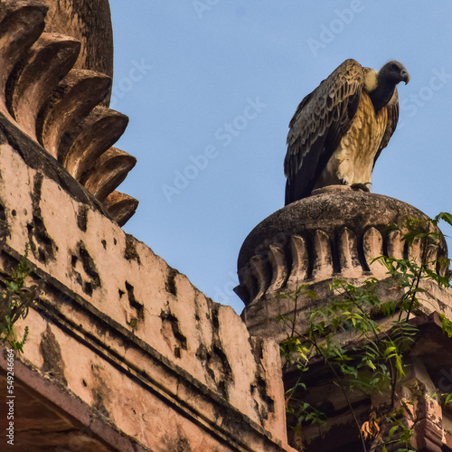 Indian Vulture or long billed vulture or Gyps indicus close up or portrait at Royal Cenotaphs Chhatris of Orchha, Madhya Pradesh, India, Orchha the lost city of India photo