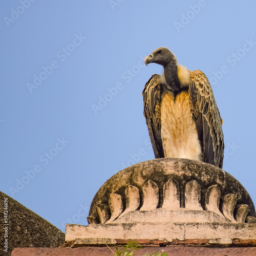 Indian Vulture or long billed vulture or Gyps indicus close up or portrait at Royal Cenotaphs Chhatris of Orchha, Madhya Pradesh, India, Orchha the lost city of India