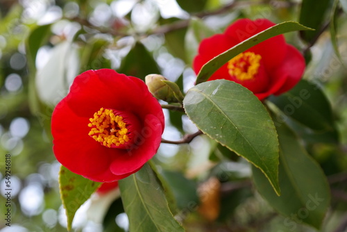 Bilde på lerret Red camellia flowers are blooming on the tree.