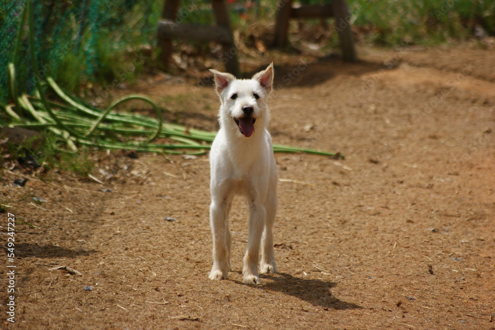 A white mongrel dog is playing in the dirt yard. A white mongrel dog is playing in the dirt yard.