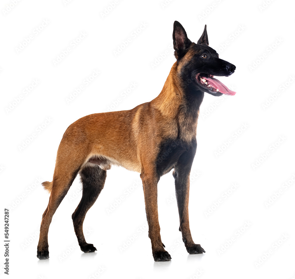 malinois in studio malinois in studio