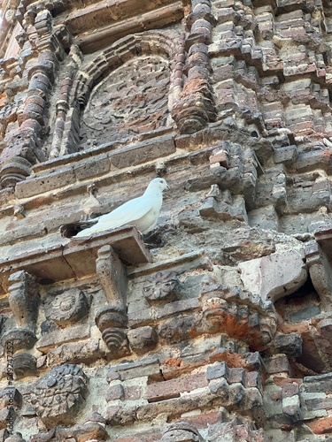 White pigeon on Jhulta Minara, Ahmedabad, Gujarat, India photo