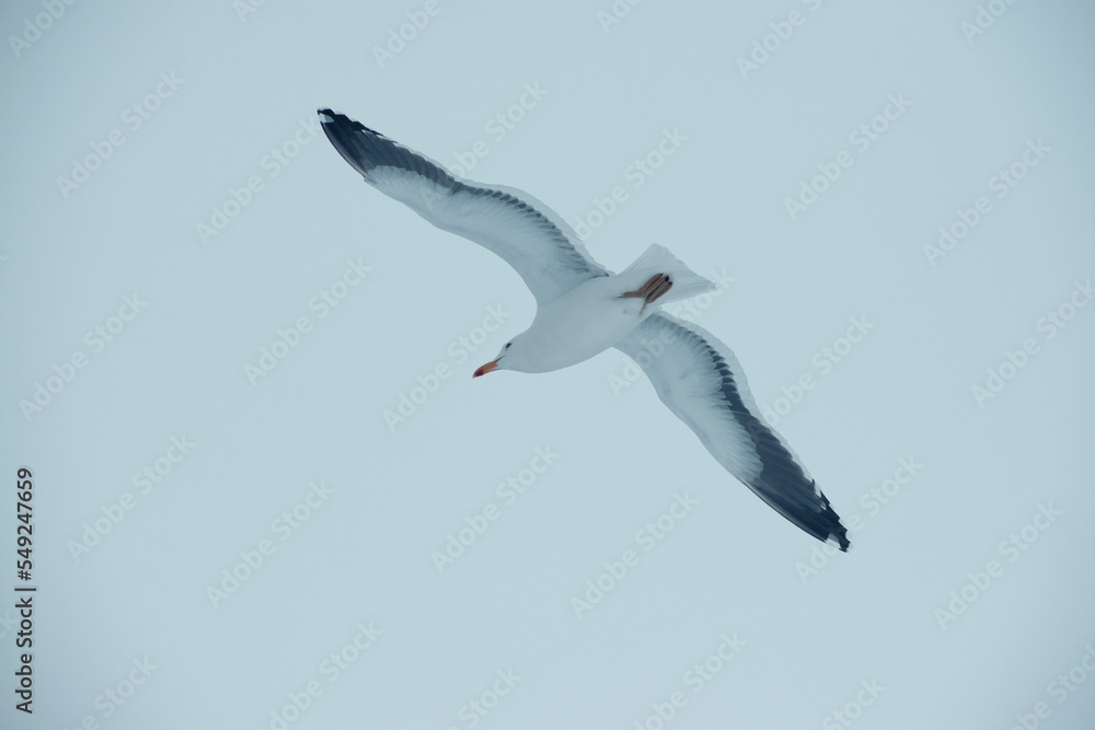 Obraz premium Looking up at the Kelp Gull flying against an overcast sky in Antarctica.