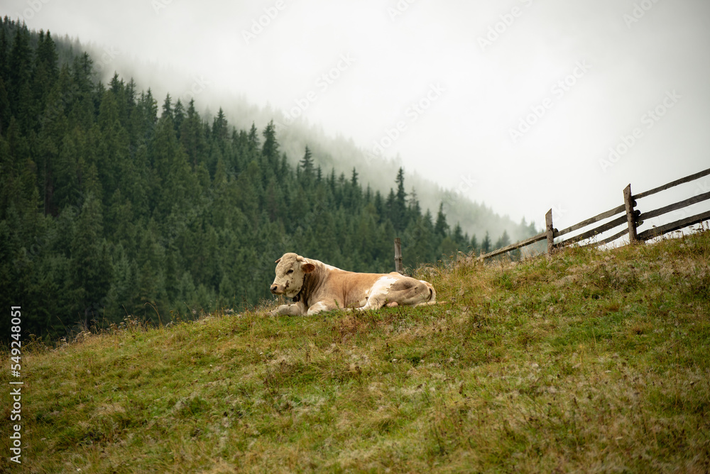 Bull in freedom resting. Concept of animal cattle raising living on the mountain in freedom .